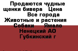 Продаются чудные щенки бивера › Цена ­ 25 000 - Все города Животные и растения » Собаки   . Ямало-Ненецкий АО,Губкинский г.